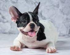 French bulldog