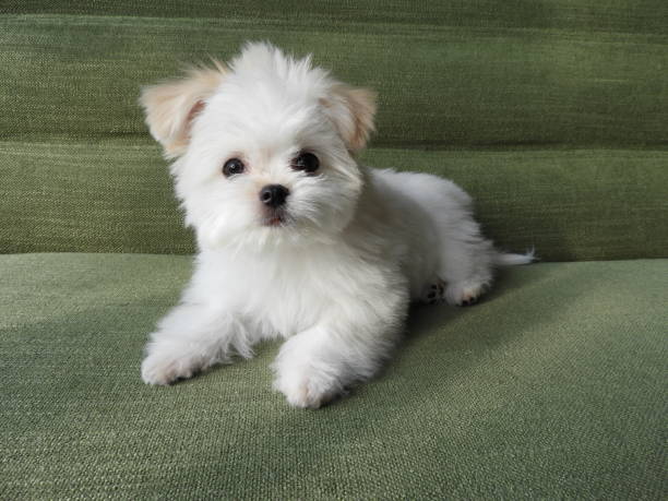 Maltese Dog Breed