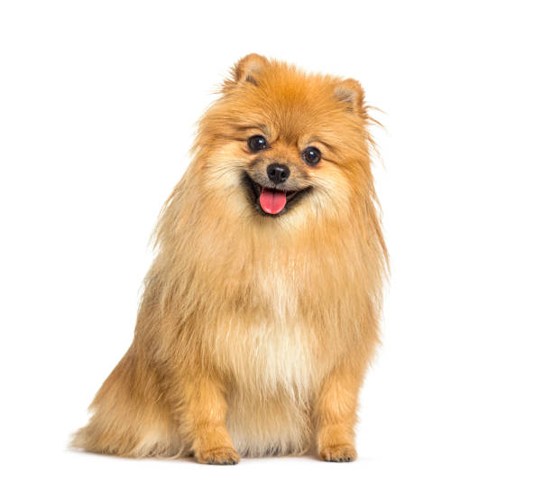 Pomeranian dogs