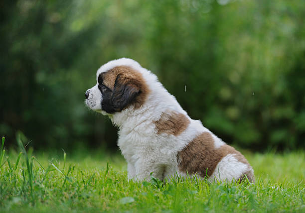 Saint Bernard Dog Breed