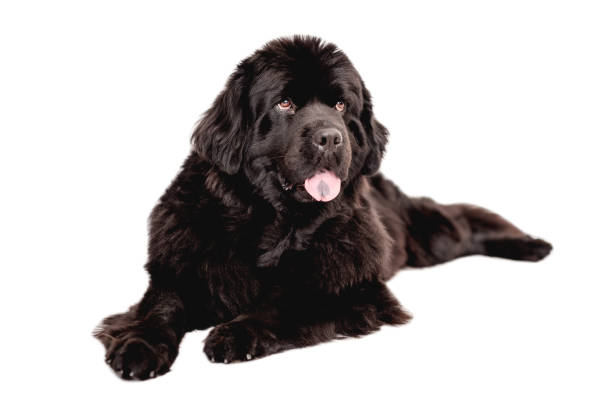 Newfoundland Dog Breed