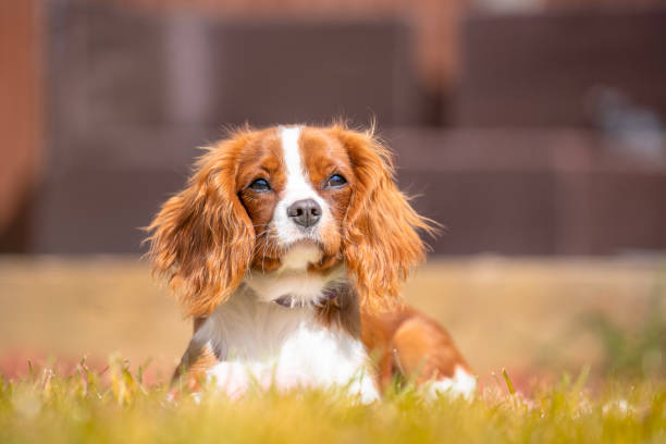 King Charles Spaniel Dog