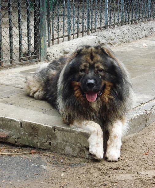 Caucasian Shepherd