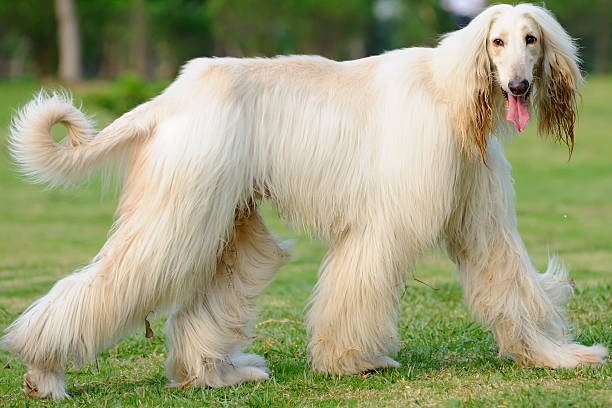 Afghan Hound Dog Breed