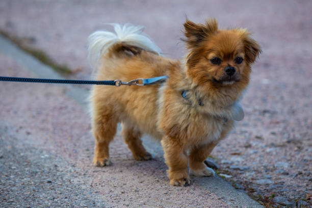 Affenpinscher Dog Breed