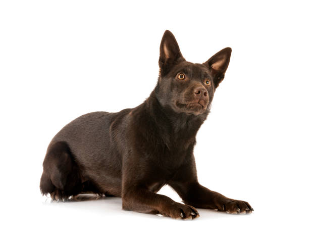 Australian Kelpie Dog Breed