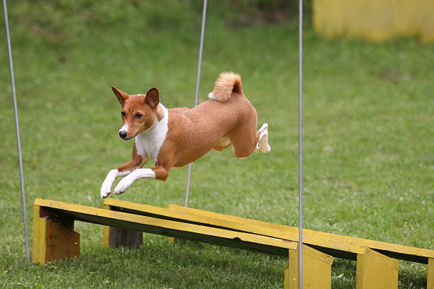 Basenji Dog Breed