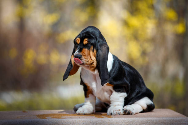 Basset Hound Dog Breed