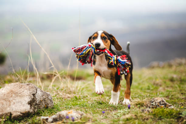 Beagle Dog Breed