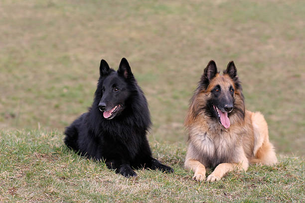 Belgian Shepherd Dog Breed