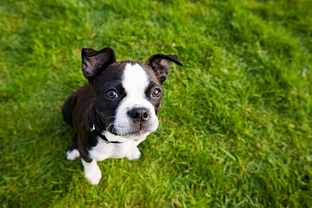 Boston Terrier Dog Breed