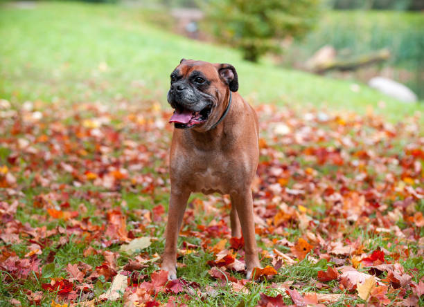 Boxer Dog Breed