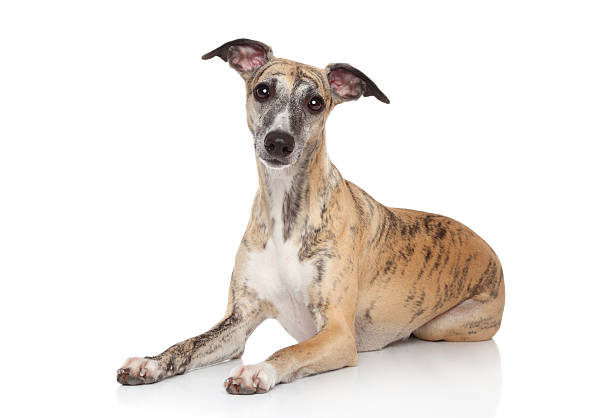 Whippet Dog Breed