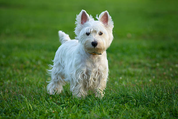 West Highland White Terrier Dog Breed