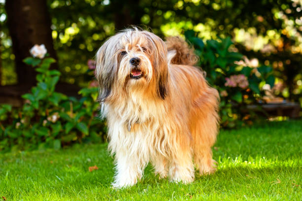 Tibetan Terrier Dog Breed