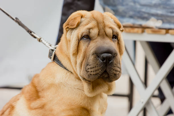 Shar-Pei Dog Breed