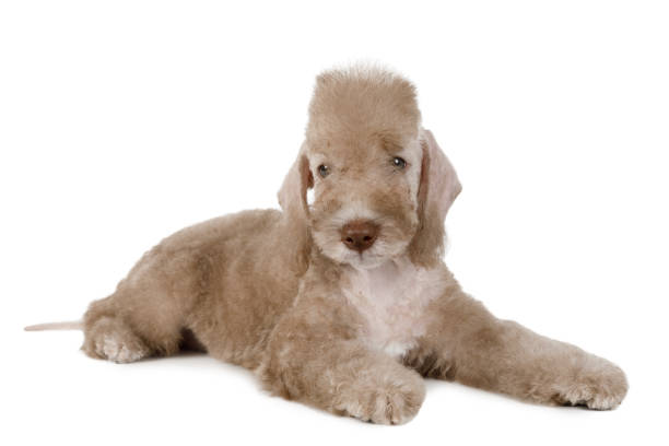 Bedlington Terrier Dog Breed