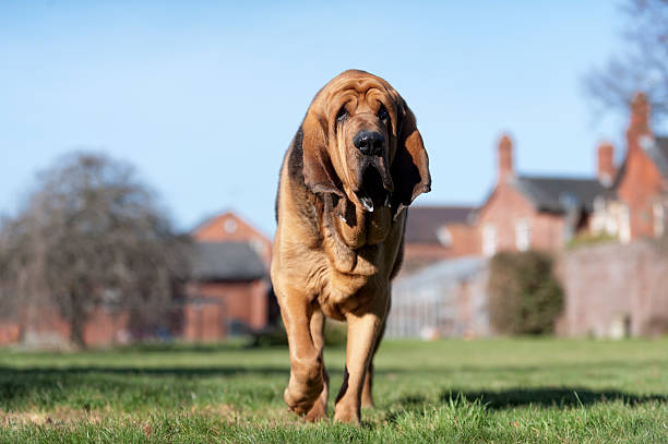 Bloodhound Dog Breed