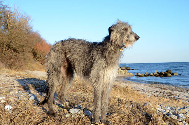 Deerhound Dog Breed