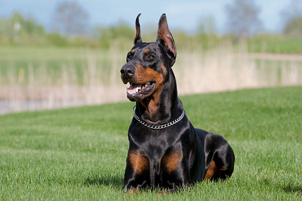 Dobermann Dog Breed