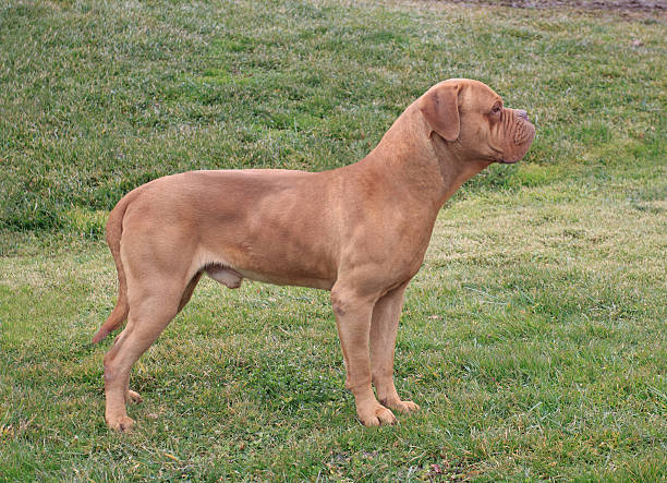 Dogue De Bordeaux Dog Breed