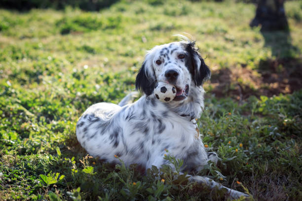 English Setter Dog Breed