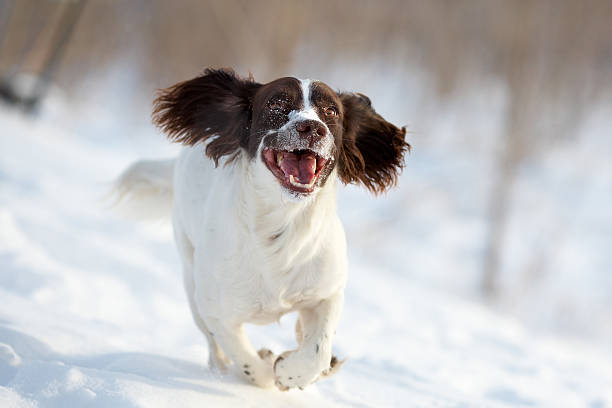 English Springer Spaniel