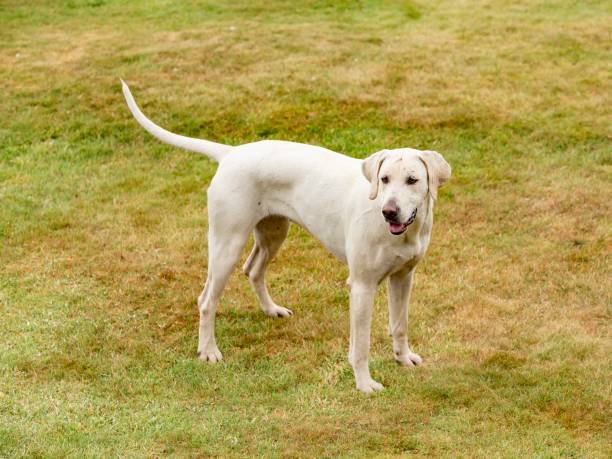 Foxhound Dog Breed