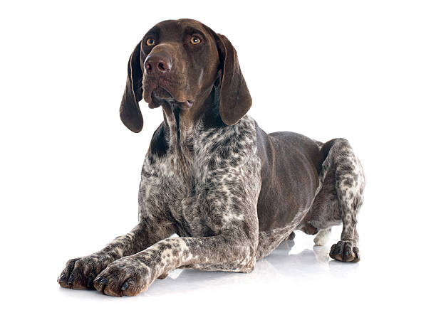 German Short-Haired Pointer Dog Breed