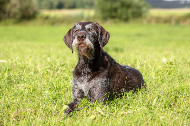 German Wirehaired Pointer Dog Breed