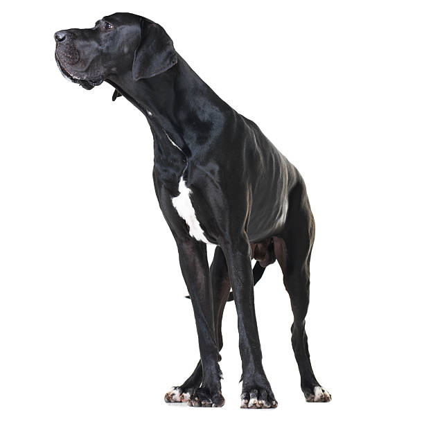 Great Dane Dog Breed