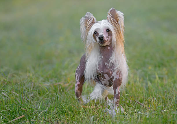 Chinese Crested Dog Breed