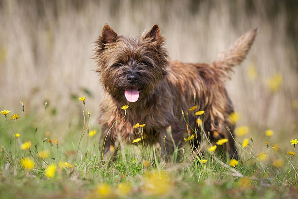 Cairn Terriers Dog Breed