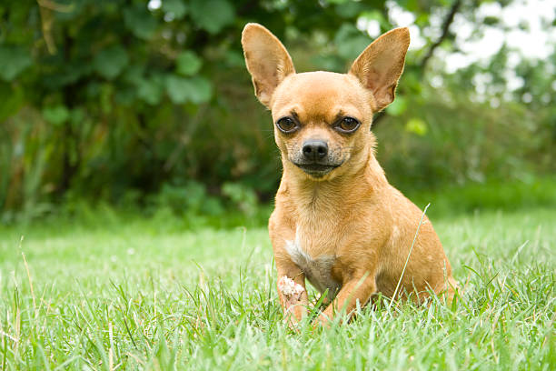 Chihuahua Dog Breed