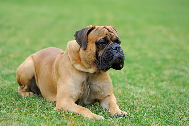 English Mastiff Dog Breed