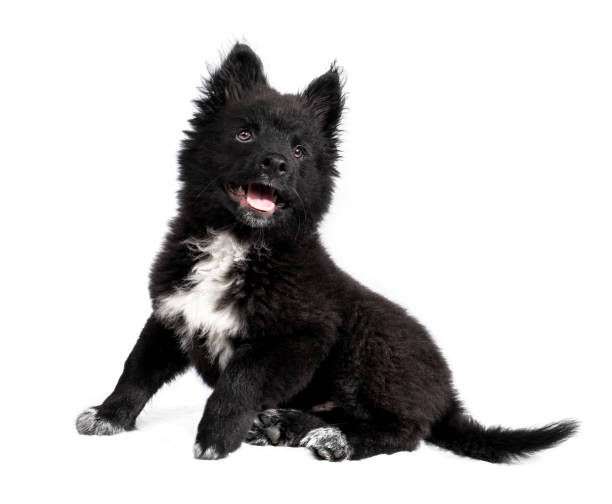 Keeshond Dog Breed