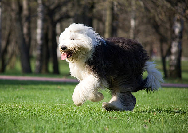 Old English Sheep Dog Breed