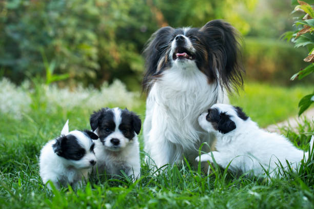 Papillon Dog Breed