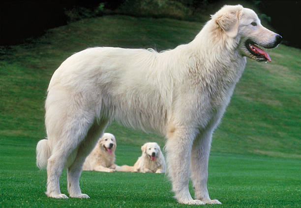 Maremma Sheepdog Breed Information