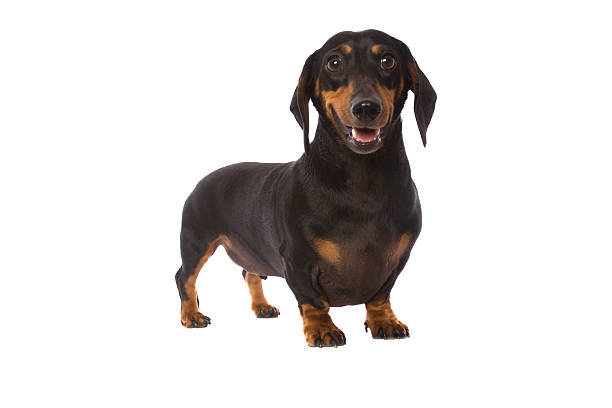 Dachshund Dog Breed