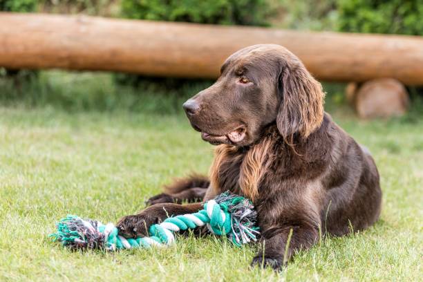 Curly Coated Retriever Dog Breed