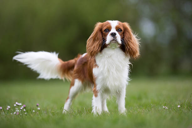 Cavalier King Charles Spaniel Dog Breed