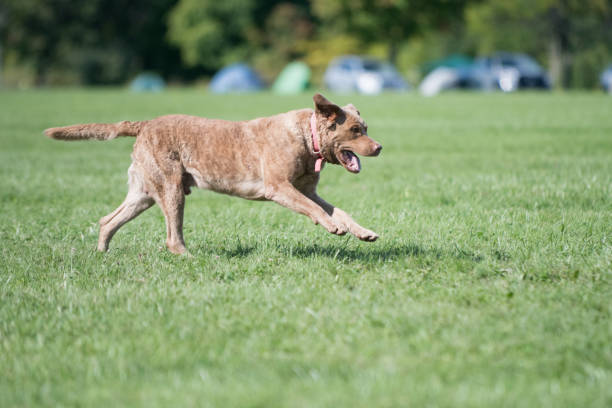 Chesapeake Bay Retriever Dog Breed