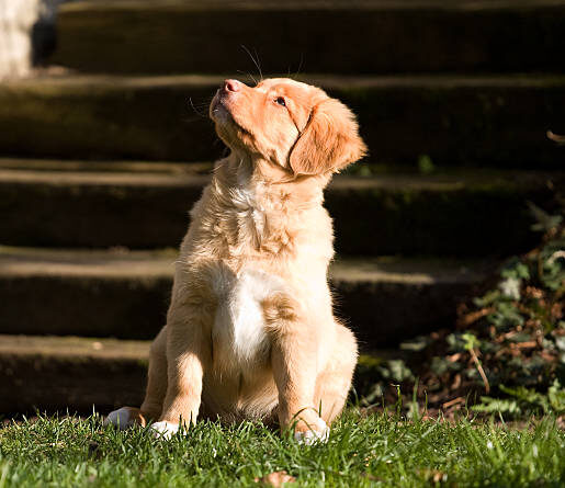 Nova Scotia Duck Tolling Retriever Dog Breed