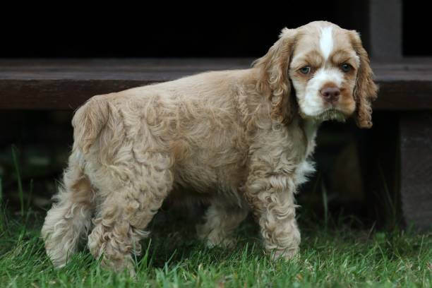 American Cocker Spaniel Dog Breed