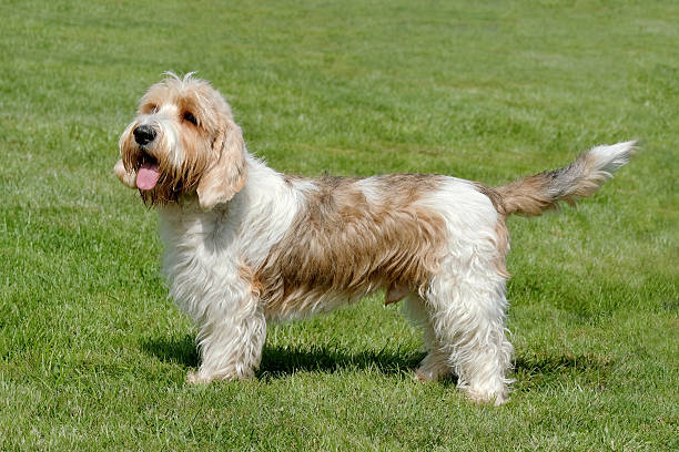 Petit Basset Griffon Vendéen Dog Breed