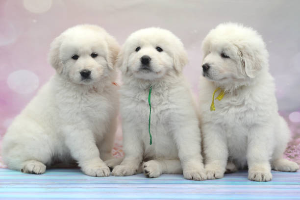 Pyrenean Mountain Dog Breed