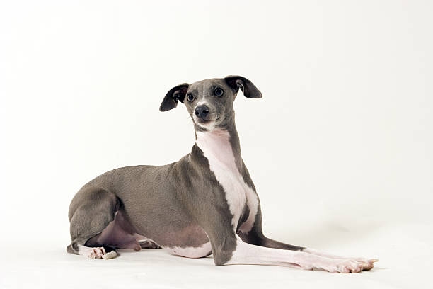 Italian Greyhound Dog Breed Information