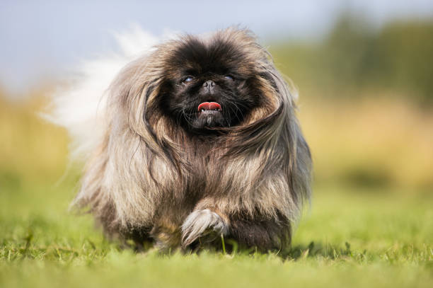 Pekingese Dog Breed