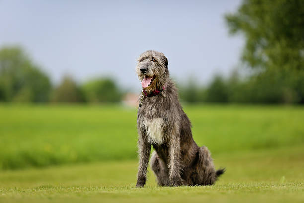 Irish Wolfhound Dog Breed